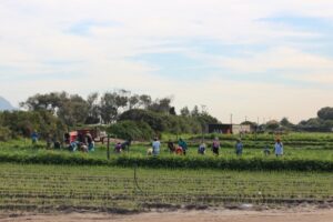 Award-winning injustice: Farm workers pay the price for ‘ethical’ profits