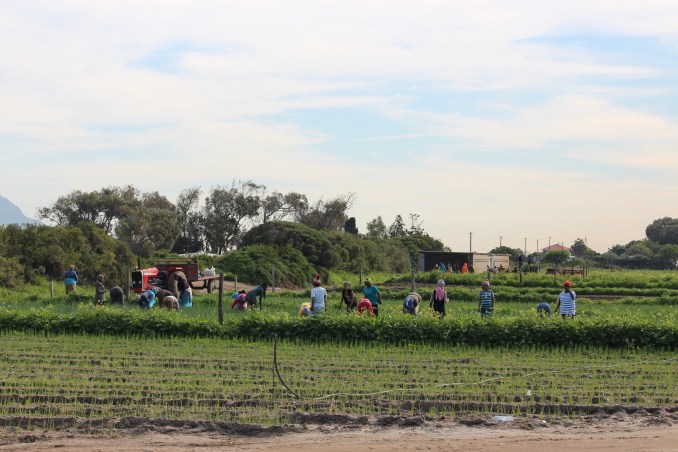 Award-winning injustice: Farm workers pay the price for ‘ethical’ profits