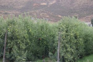 Wave of farm evictions in Ceres leaves families without housing