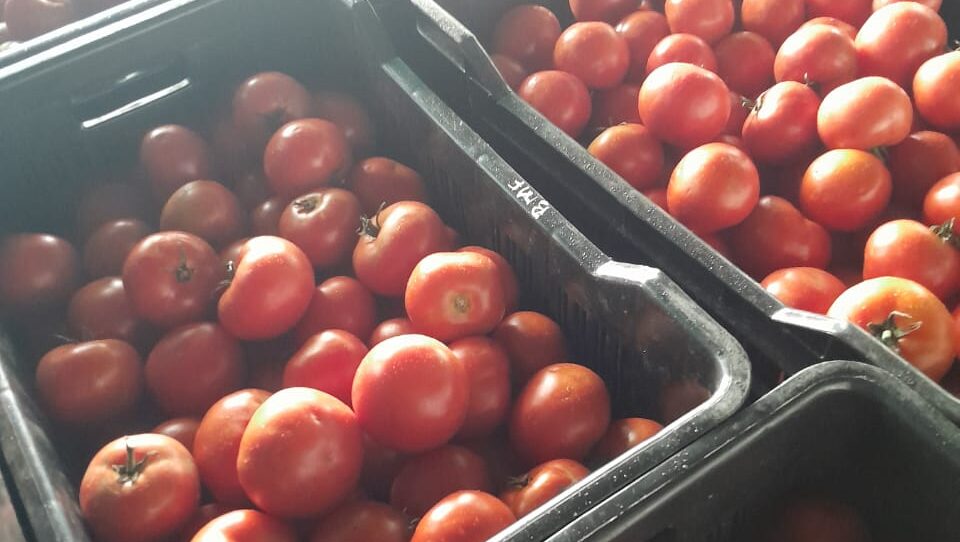 LCMF Tomatoes harvest